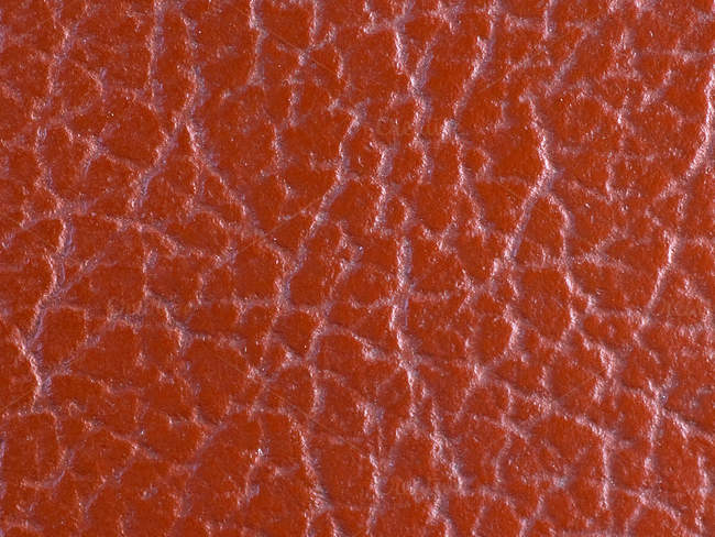 closeup-scale-texture