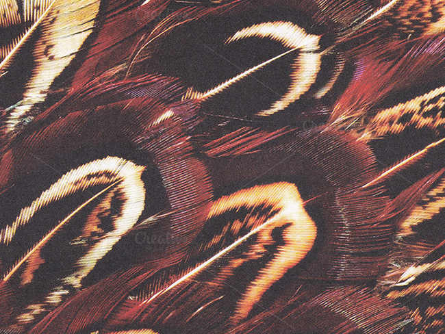 feather-scale-texture