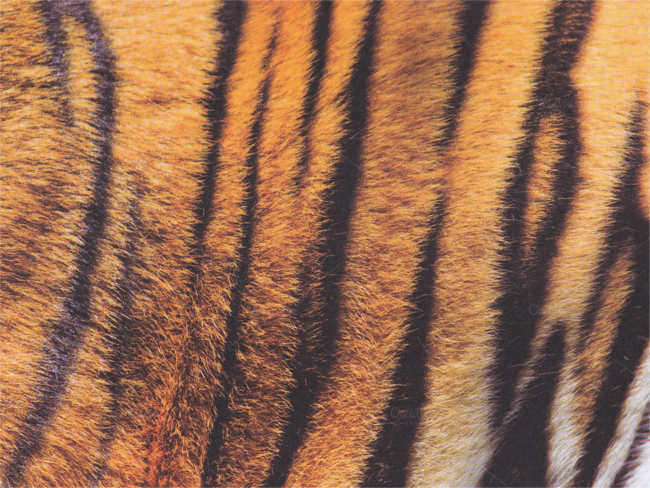 leather-scale-texture