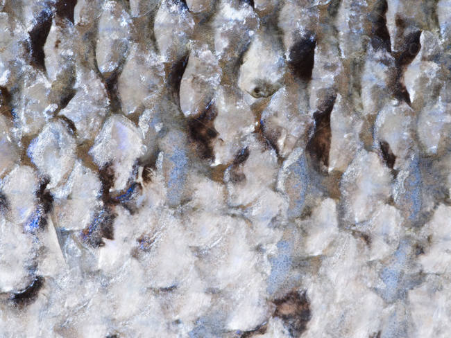 sea-scale-texture