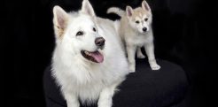 67+ Best WordPress Pet Shop Themes