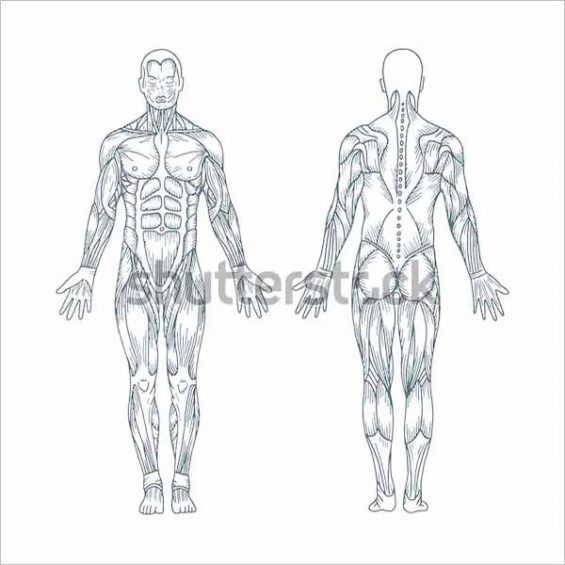 28+ Body Outline Templates Free PDF, PNG Formats