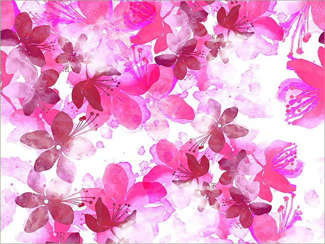 cherry blossoms 12
