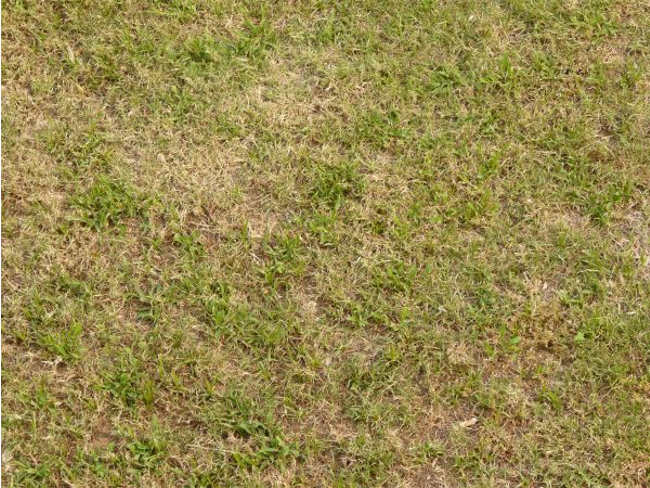 Dry Lawn Texture Design