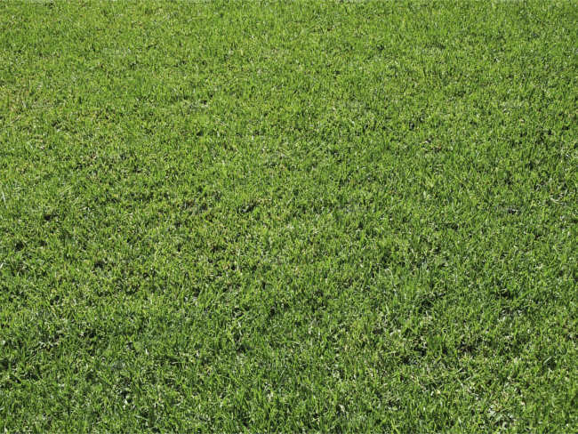 Green Lawn Texture design