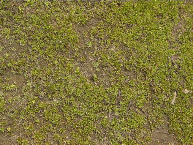 Irregular Short Grass Texture