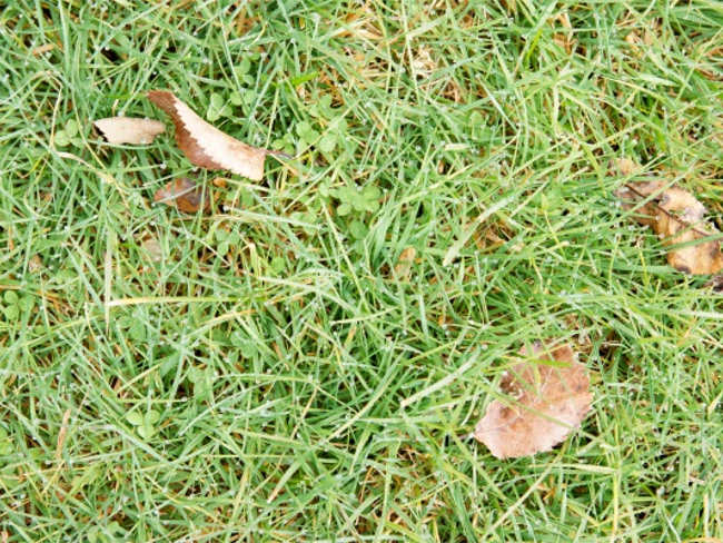 Lawn Ares Texture design