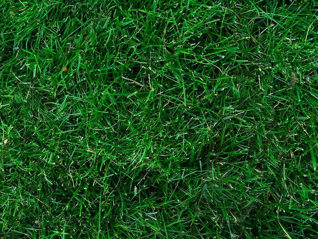 Lawn care Texture Design