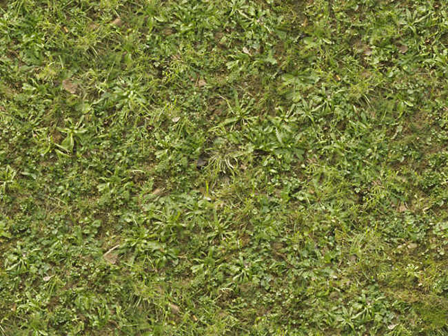Lush Green Grass Texture Design