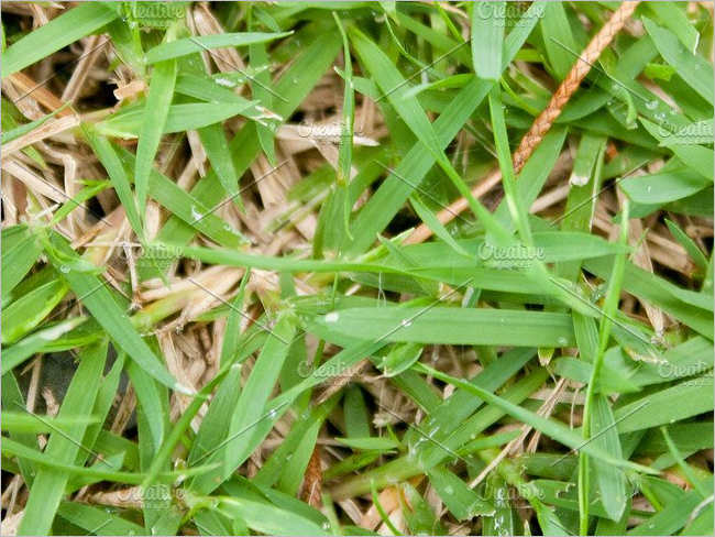 Mowed Lawn Texture Design