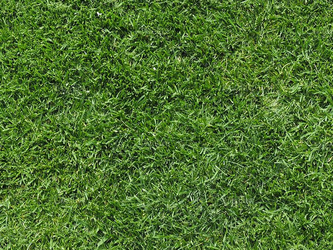 Seamless Lawn Texture Design