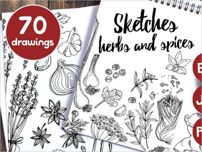 Sket herbs and spices Drawing