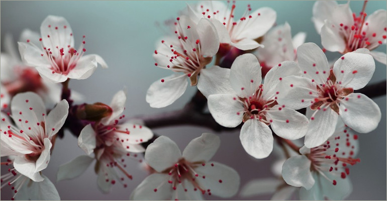 Cherry Blossom Patterns