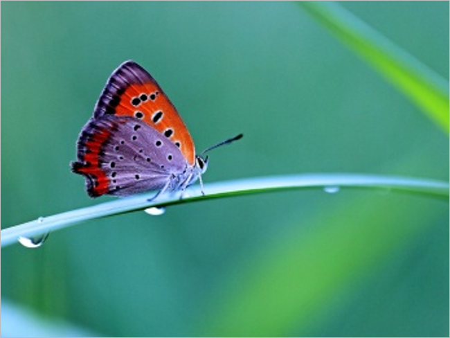 Butterfly HD Free Backgrounds Pictures