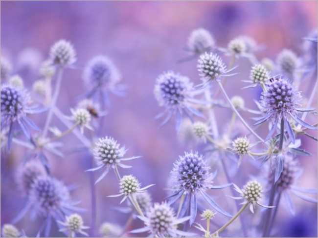 Flowers Plants Best Desktop Backgrounds Designs