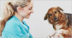 12+ Pet Animal Magento Templates