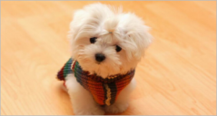 Best Pet Shop ZenCart  Templates