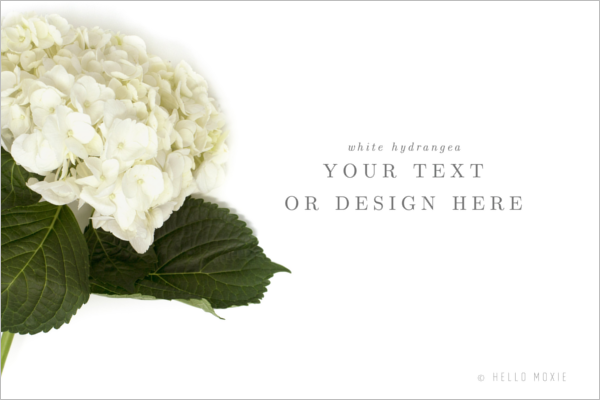 Hydrangea Marketing Banner Template