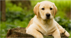 21+ Best Pets Prestashop Templates