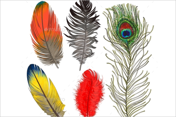 Bird Feather Vector Design