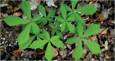 Leaves seamless patterns