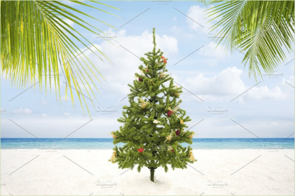 Christmas Tree Plant Idea