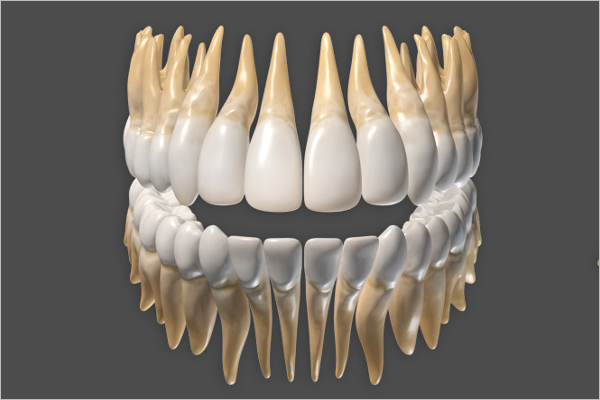 3D Anatomy Of Human Teeth