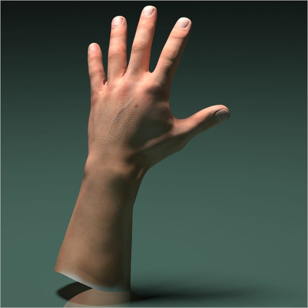 3D Model Of Human Male Hand