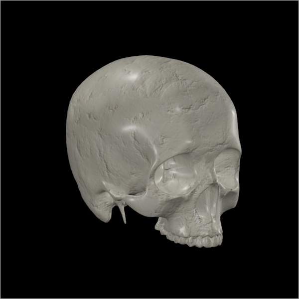 Anatomy Skull 3D Design