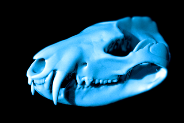 Animal Skull 3D Design