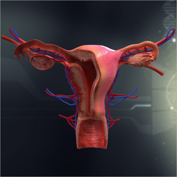 Female Organ Anatomy 3D Design