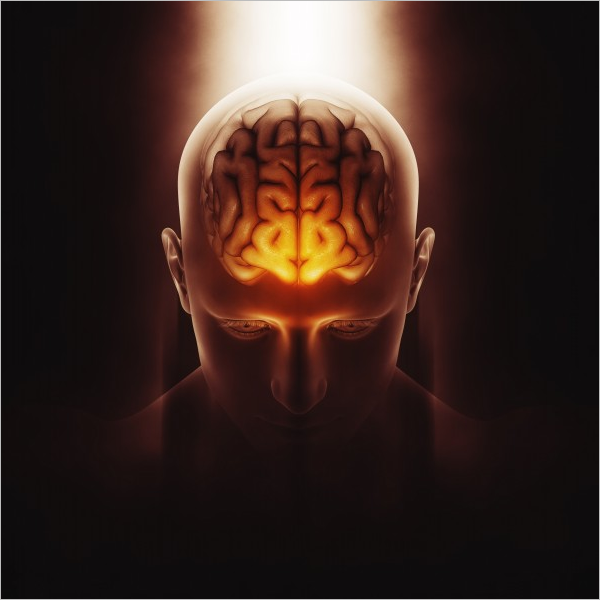 Free 3D Render Of Human Brain