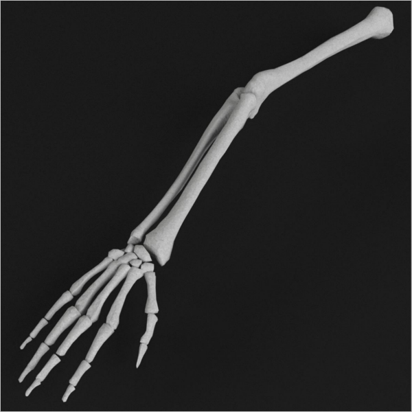 Hand & Arm Bone Model Design
