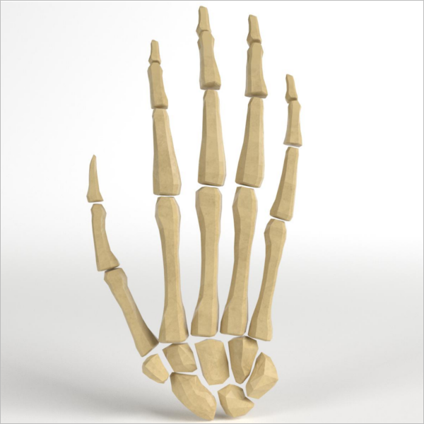 Hand Bones Model Design