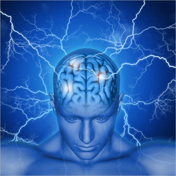 Human Brain Sample Model