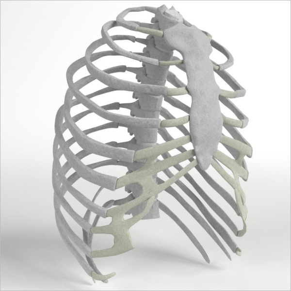 Human Rib Cage 3D Design