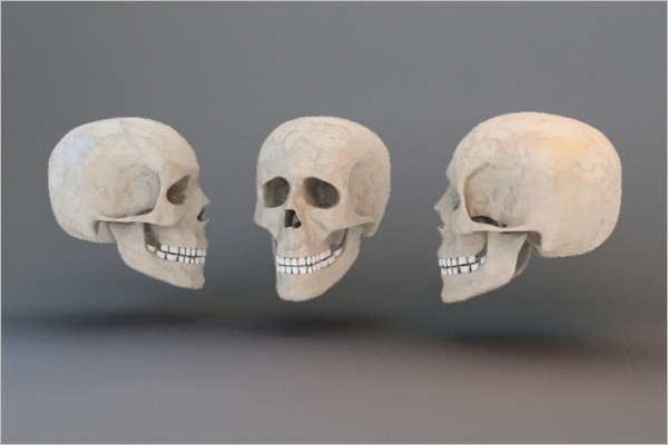 Human Skull 3D Design