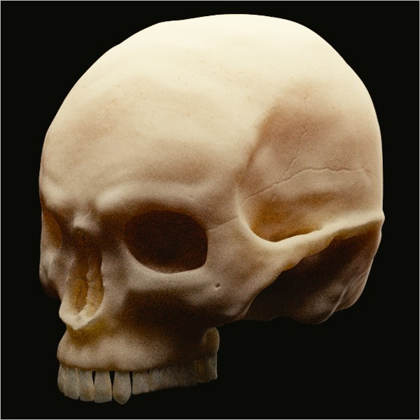 Human Skull 3D Print Model
