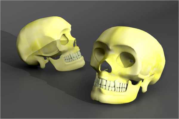 Human Skull Model