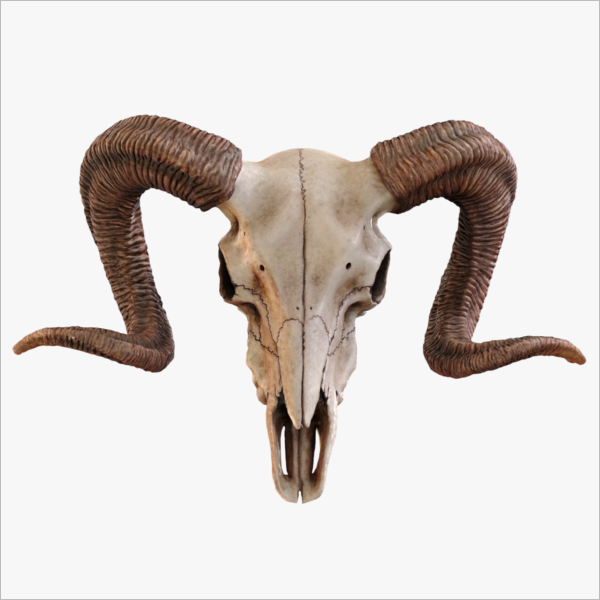 PhotoRealistic Skull 3D Model