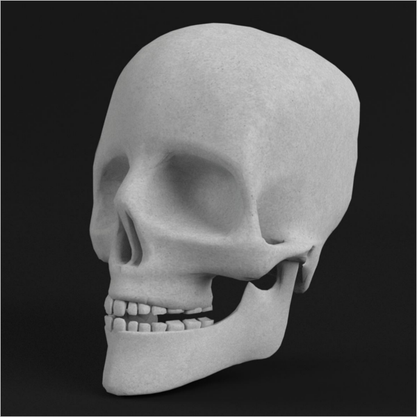 Real Skull 3D Model