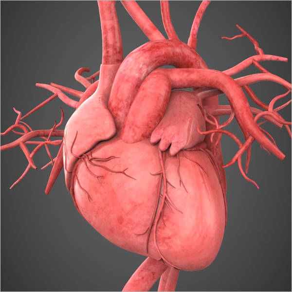 Realistic Human Heart Model