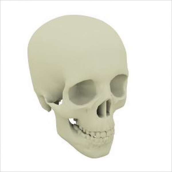 Sample 3D Skull Design