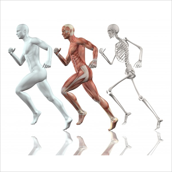 Sample Human Body 3D Design