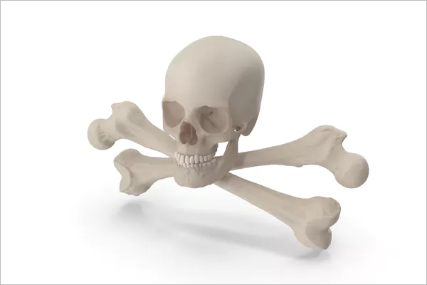 3DÂ Skull Design Model