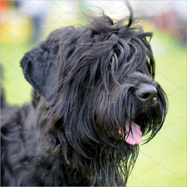 Adorable Dog 3D Design
