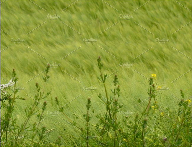 Grass & Flower Texture Design