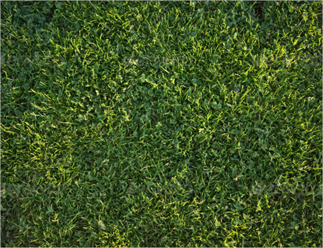 50 Grass Textures Free Png Photoshop Designs Creativetemplate