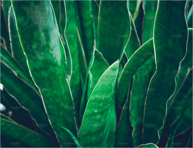 Greenary Texture Design