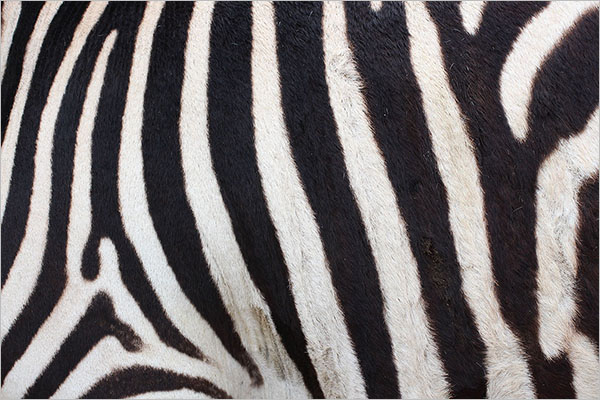 Creative Animal Textures